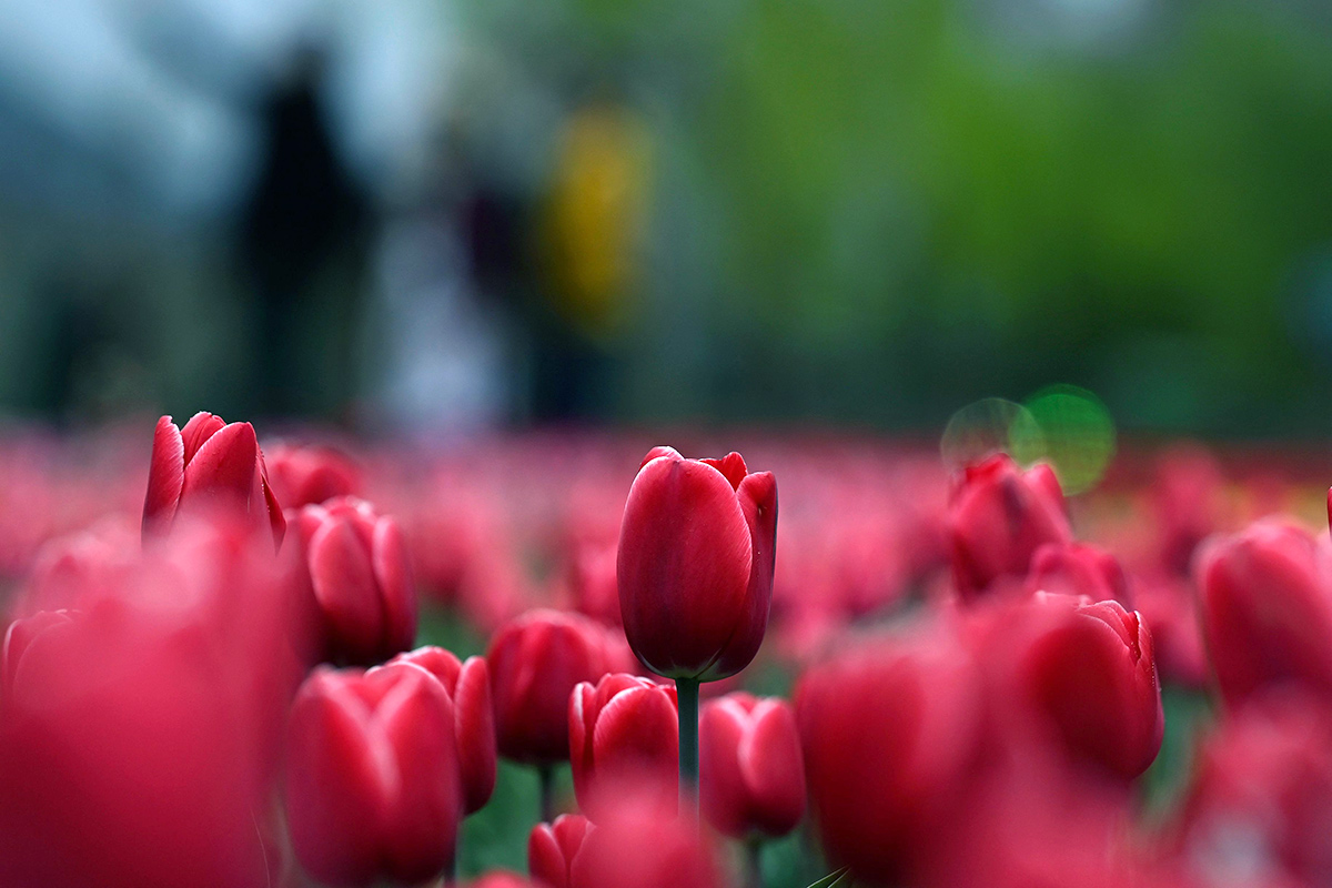 Asia Largest Tulip Garden In Kashmir Will Open Photos - Sakshi13