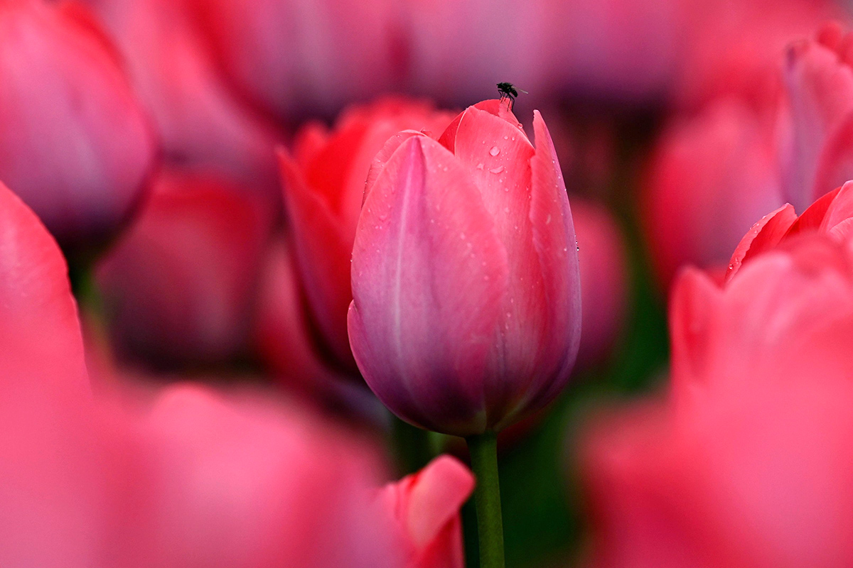 Asia Largest Tulip Garden In Kashmir Will Open Photos - Sakshi14