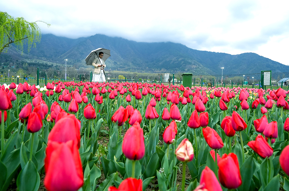 Asia Largest Tulip Garden In Kashmir Will Open Photos - Sakshi17