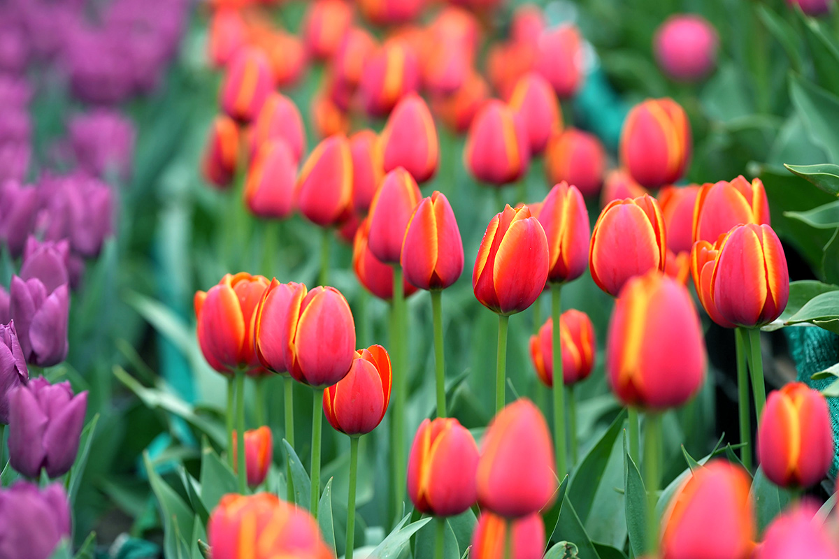 Asia Largest Tulip Garden In Kashmir Will Open Photos - Sakshi18