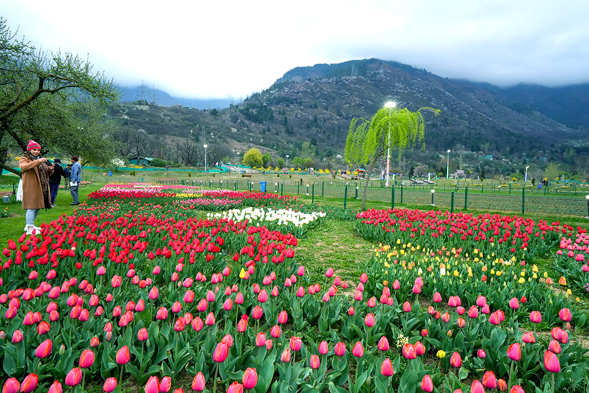 Asia Largest Tulip Garden In Kashmir Will Open Photos - Sakshi19