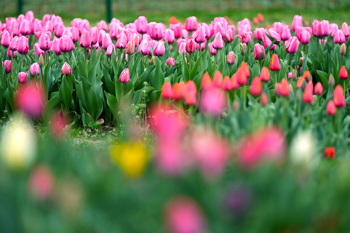 Asia Largest Tulip Garden In Kashmir Will Open Photos - Sakshi20