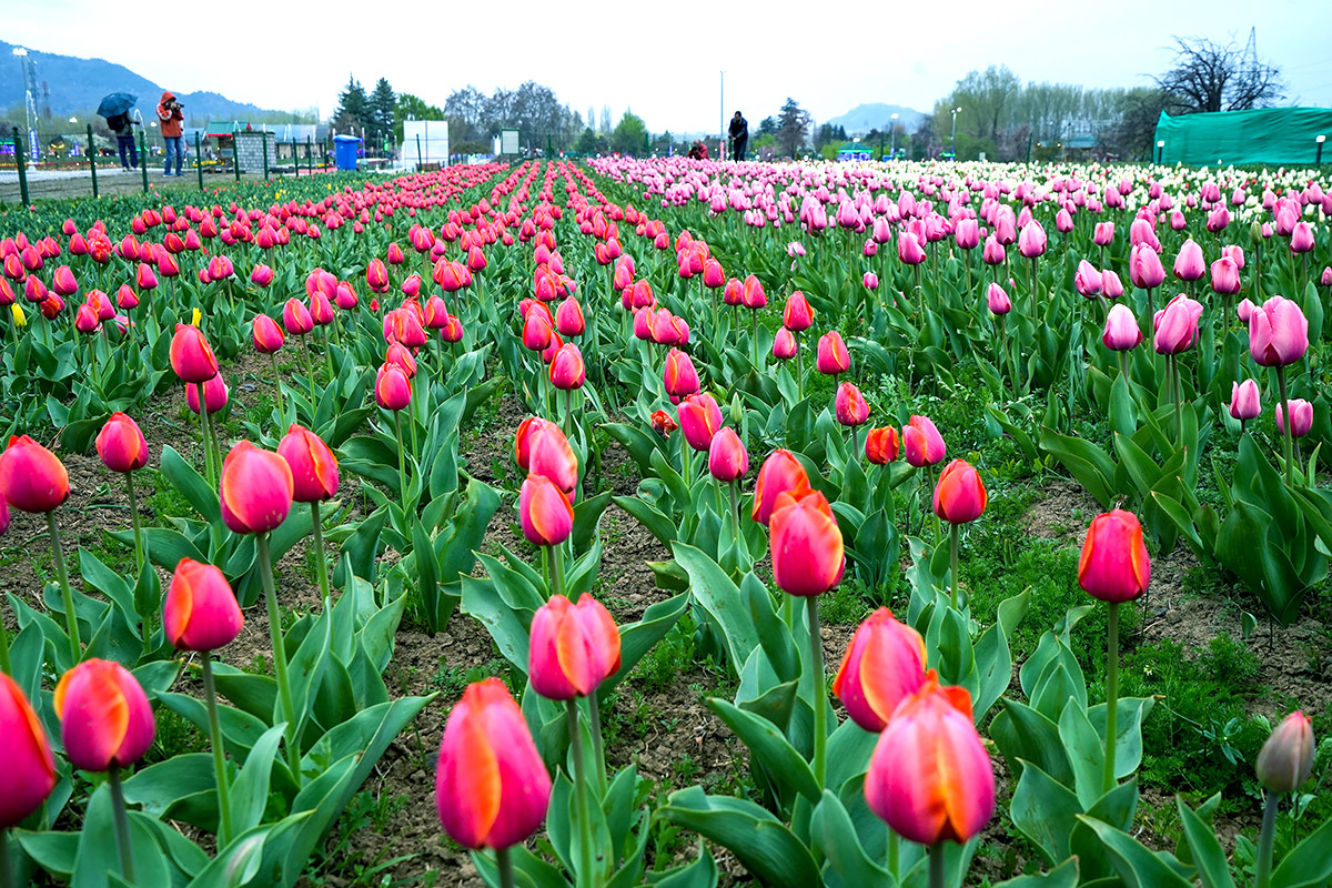 Asia Largest Tulip Garden In Kashmir Will Open Photos - Sakshi21