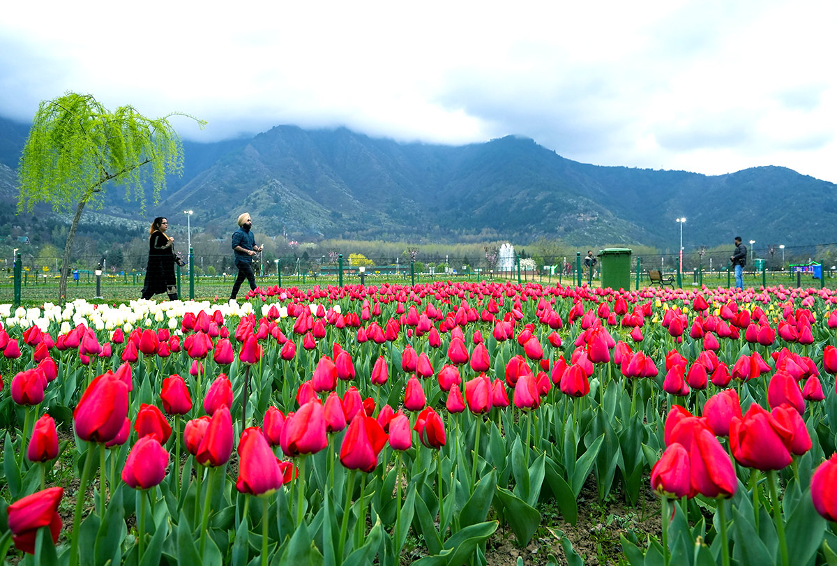 Asia Largest Tulip Garden In Kashmir Will Open Photos - Sakshi22