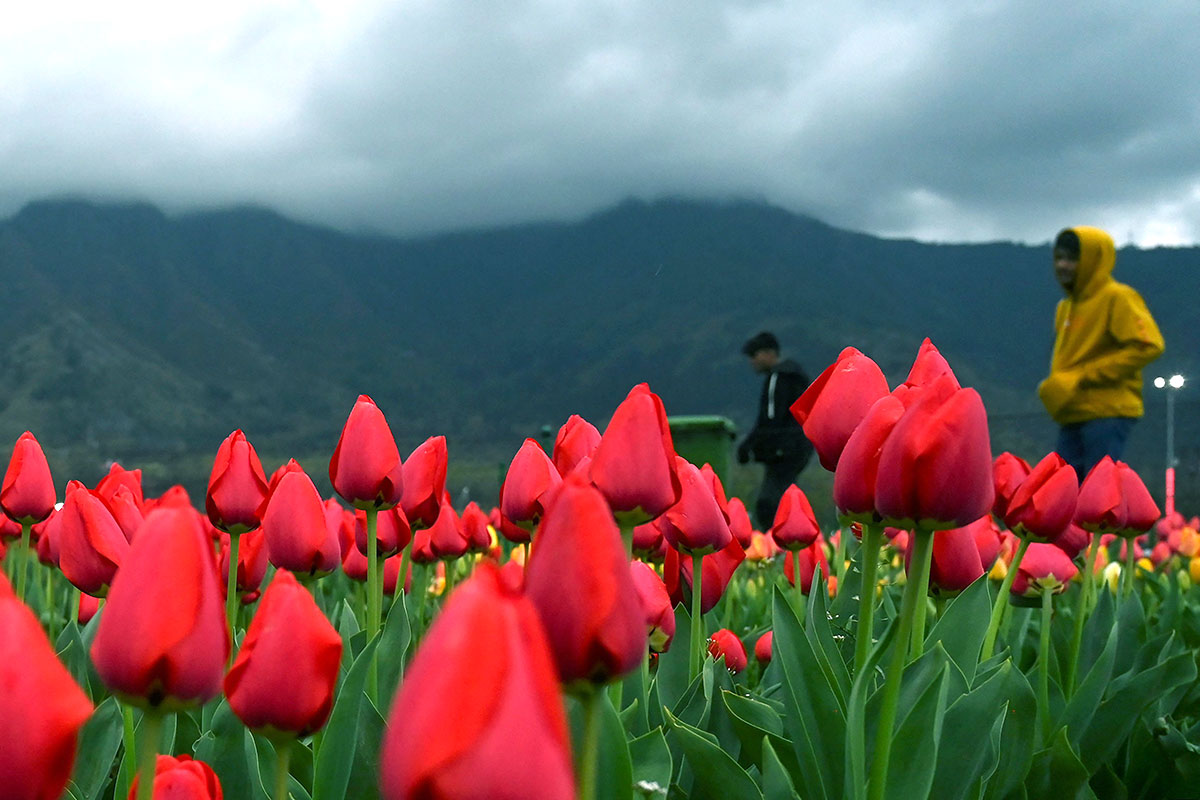 Asia Largest Tulip Garden In Kashmir Will Open Photos - Sakshi3