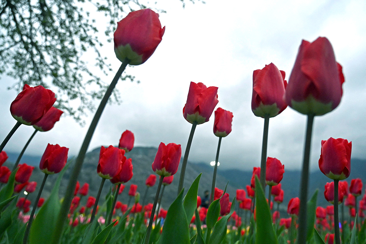 Asia Largest Tulip Garden In Kashmir Will Open Photos - Sakshi4