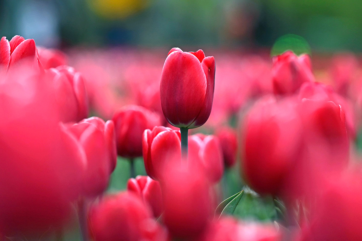 Asia Largest Tulip Garden In Kashmir Will Open Photos - Sakshi6