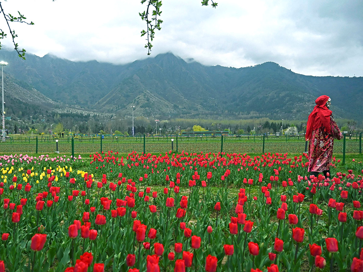 Asia Largest Tulip Garden In Kashmir Will Open Photos - Sakshi8