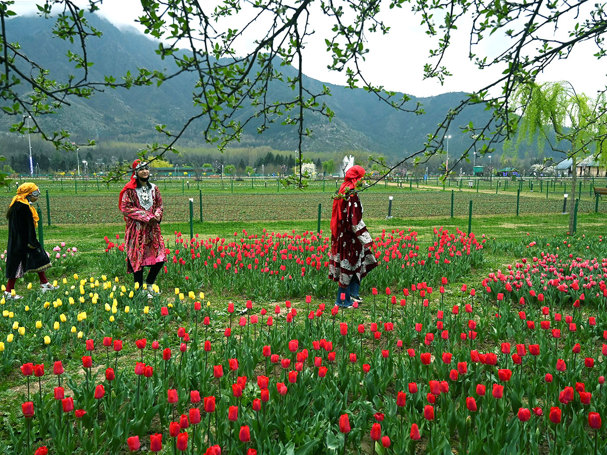 Asia Largest Tulip Garden In Kashmir Will Open Photos - Sakshi9