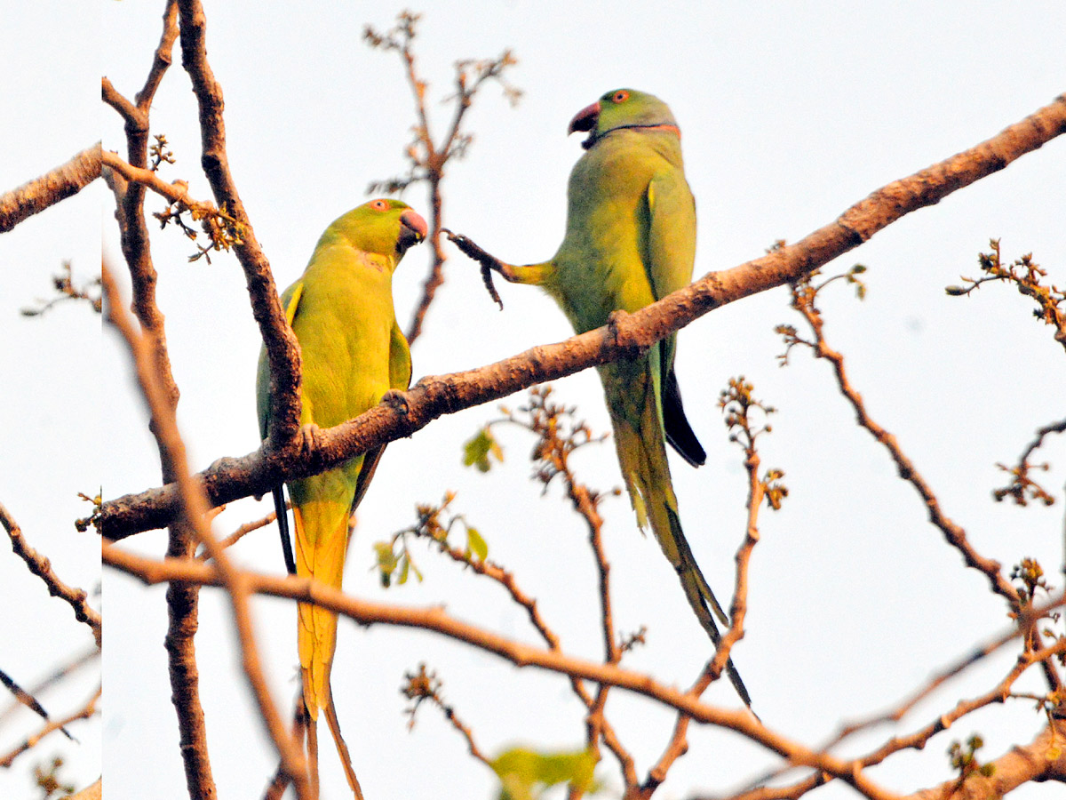 Best Photos of The Week in AP and Telangana Photo Gallery - Sakshi15