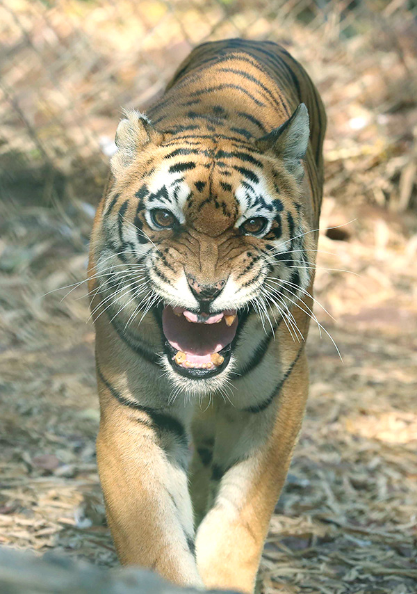 PM Narendra Modi At Tiger Reserve Photos - Sakshi25