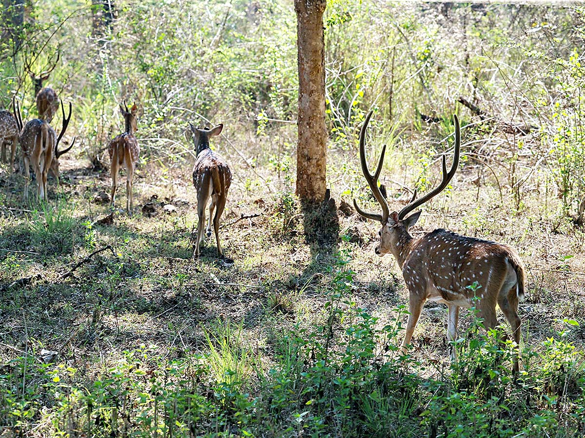 PM Narendra Modi At Tiger Reserve Photos - Sakshi31