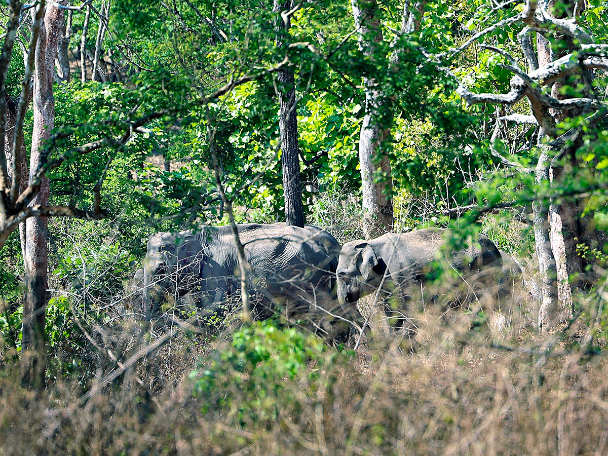 PM Narendra Modi At Tiger Reserve Photos - Sakshi12