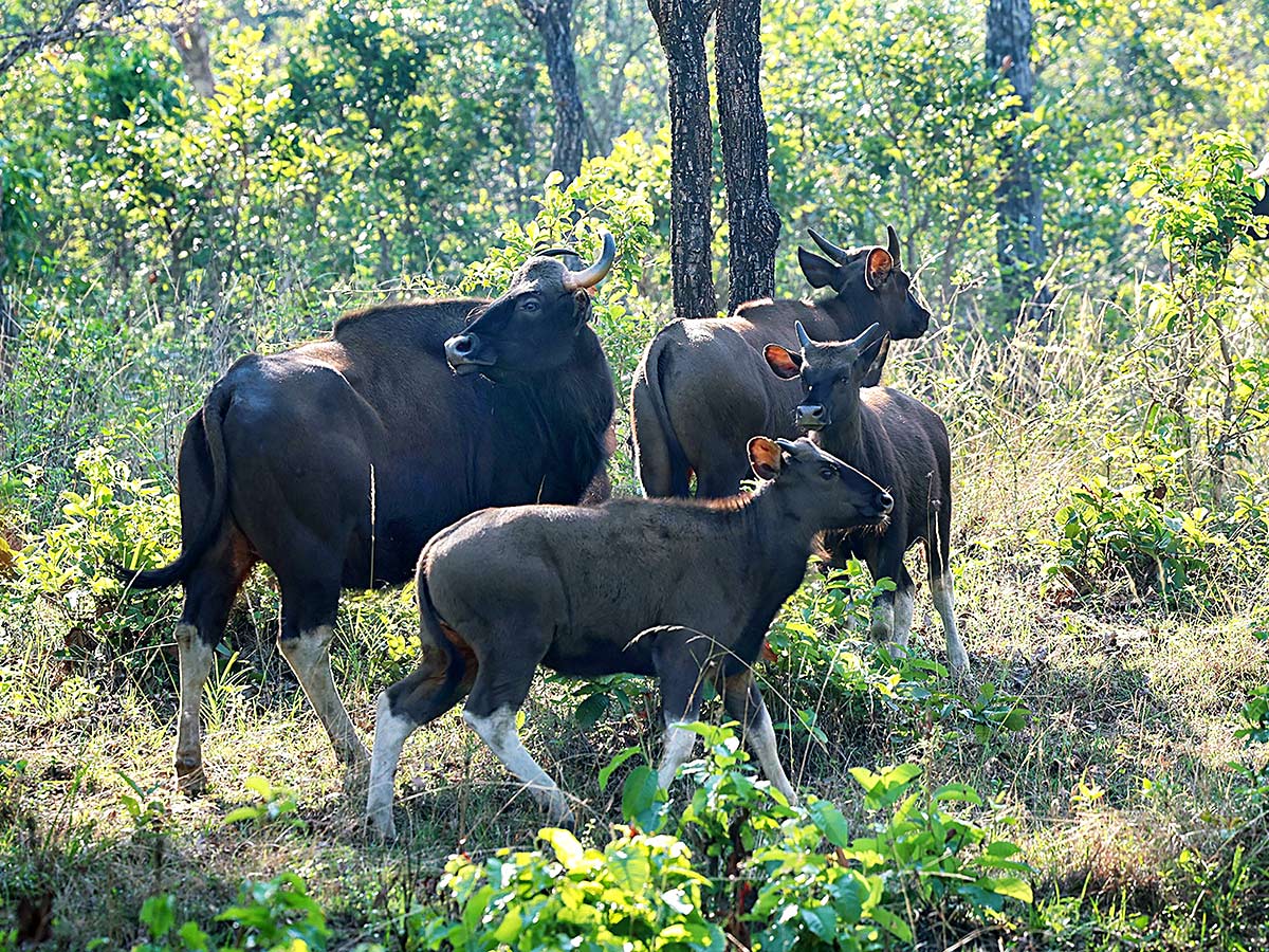 PM Narendra Modi At Tiger Reserve Photos - Sakshi13