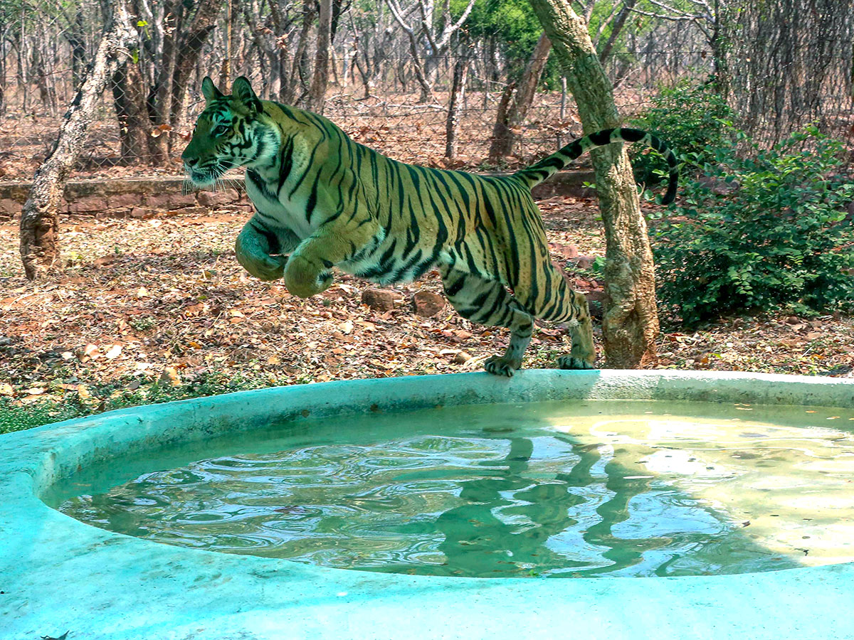 PM Narendra Modi At Tiger Reserve Photos - Sakshi16