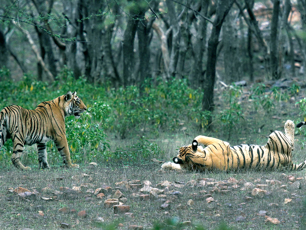 PM Narendra Modi At Tiger Reserve Photos - Sakshi17