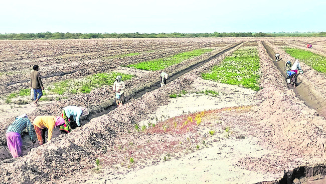 లక్ష్య‘మొక్క’టే: అడవులదీవిలో మడ మొక్కలకు నీరు పెట్టేందుకు కాలువలు తవ్వుతున్న దృశ్యం1