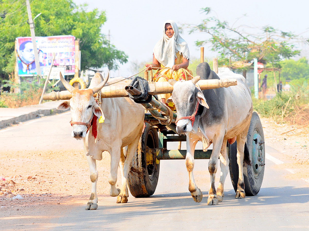 Summer Heat Temperature Up In Andhra Pradesh, Photos Gallery Goes Viral - Sakshi15