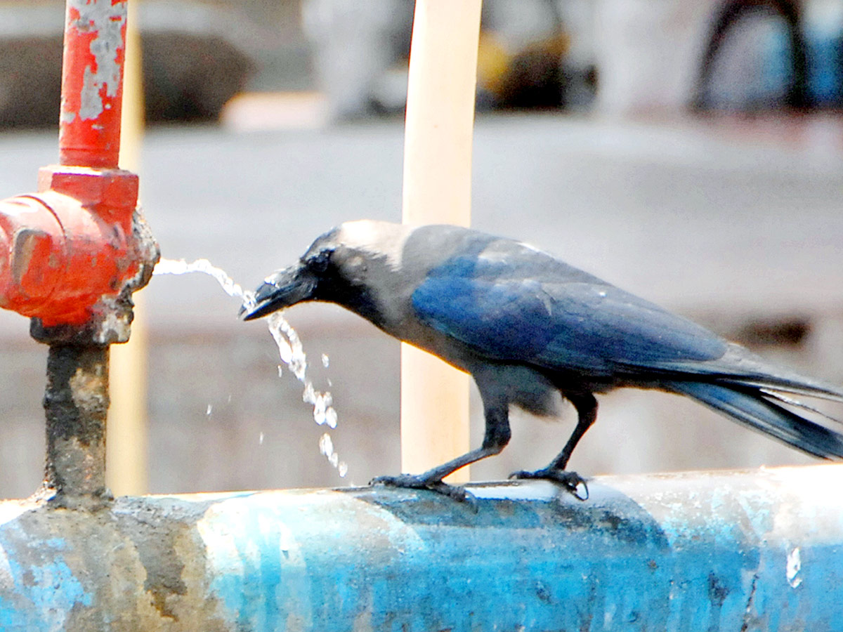 Summer Heat Temperature Up In Andhra Pradesh, Photos Gallery Goes Viral - Sakshi19