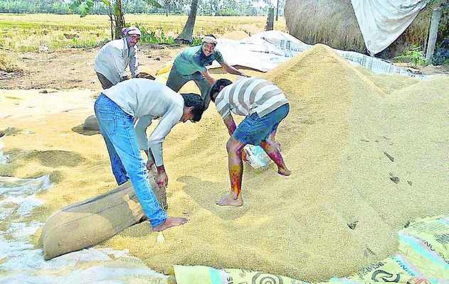 ఉసులుమర్రులో ధాన్యం బస్తాల్లో పడుతున్న రైతులు1