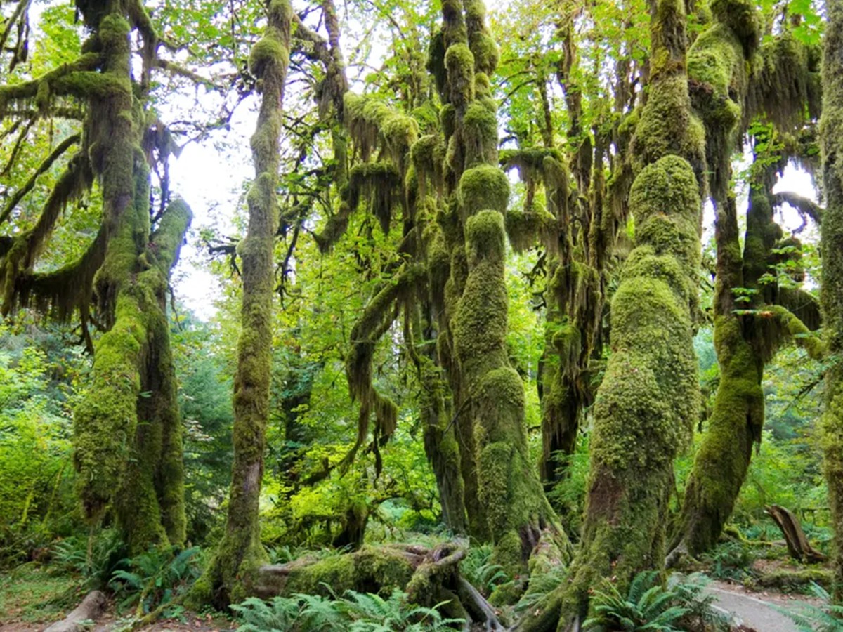 hoh rain forest washington - Sakshi11