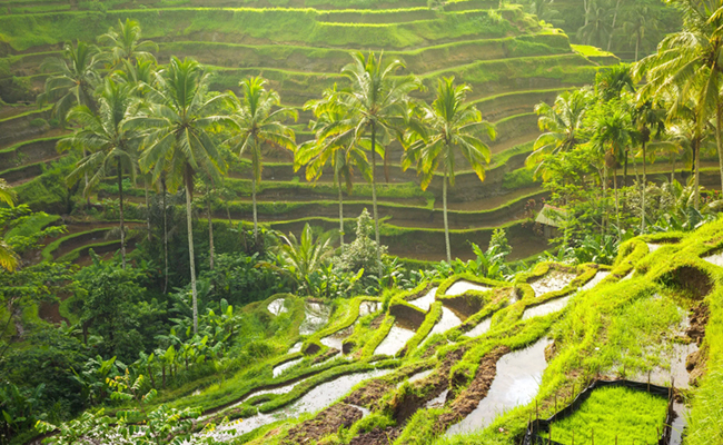 tegallalang rice terrace bali - Sakshi4