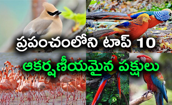 Top 10 Most Beautiful Birds In The World - Sakshi1