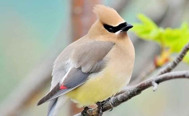 Top 10 Most Beautiful Birds In The World - Sakshi2