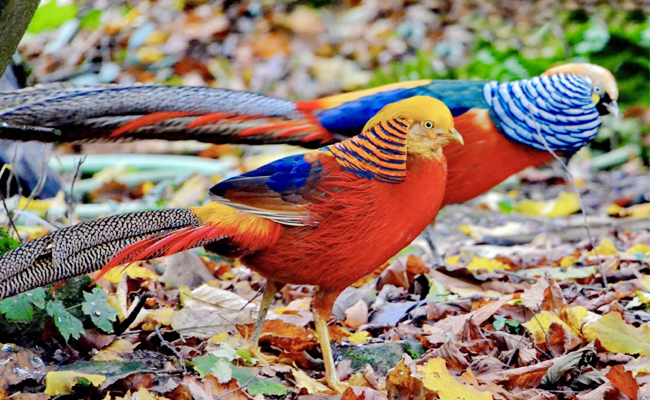 Top 10 Most Beautiful Birds In The World - Sakshi10