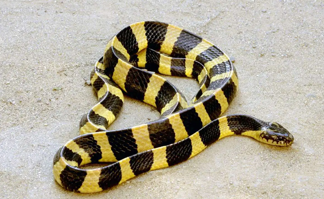 Top 10 Venomous Snakes In The World - Sakshi5