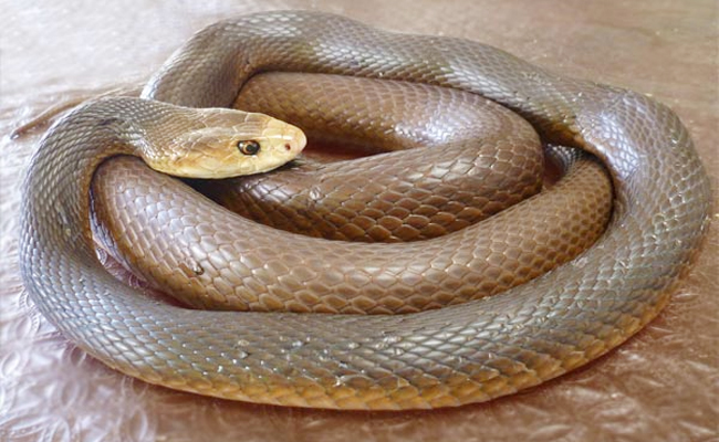 Top 10 Venomous Snakes In The World - Sakshi3