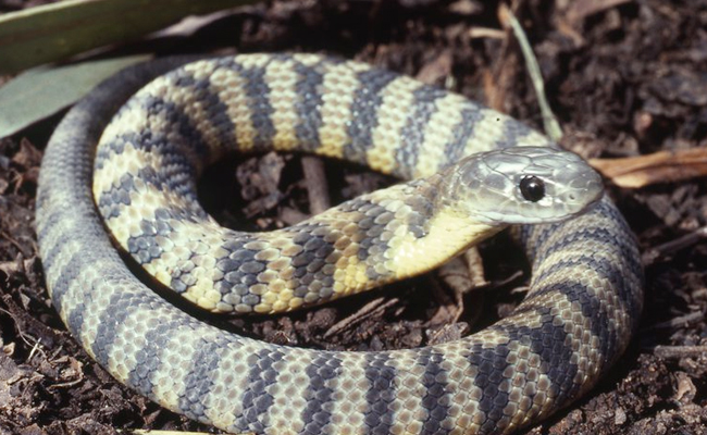 Top 10 Venomous Snakes In The World - Sakshi8