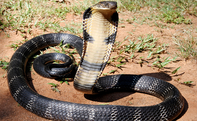 Top 10 Venomous Snakes In The World - Sakshi4