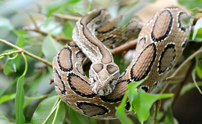 Top 10 Venomous Snakes In The World - Sakshi7