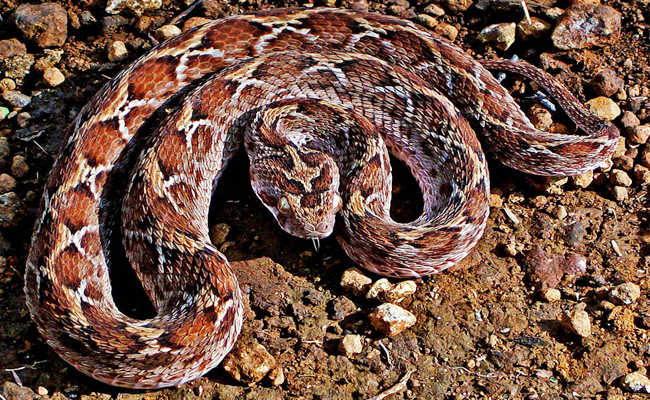 Top 10 Venomous Snakes In The World - Sakshi6