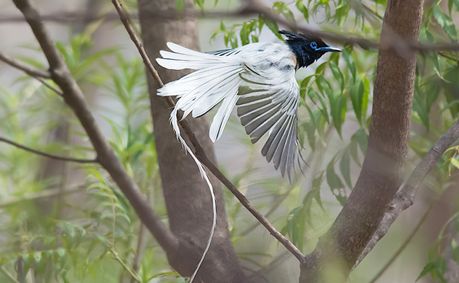 Top 10 Beautiful Birds In India - Sakshi6