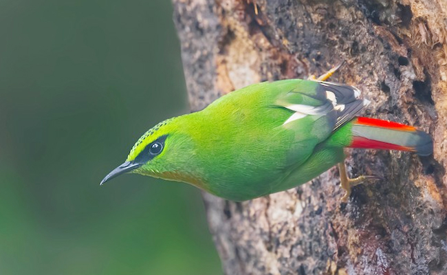 Top 10 Beautiful Birds In India - Sakshi3