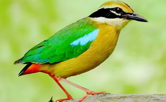 Top 10 Beautiful Birds In India - Sakshi10