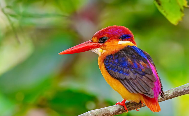 Top 10 Beautiful Birds In India - Sakshi4