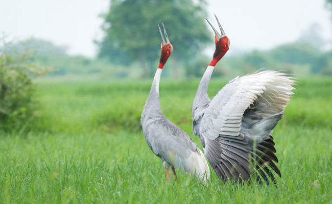 Top 10 Beautiful Birds In India - Sakshi11