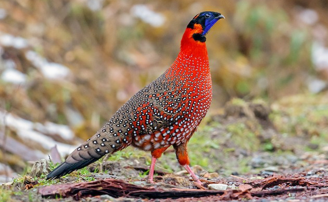 Top 10 Beautiful Birds In India - Sakshi8