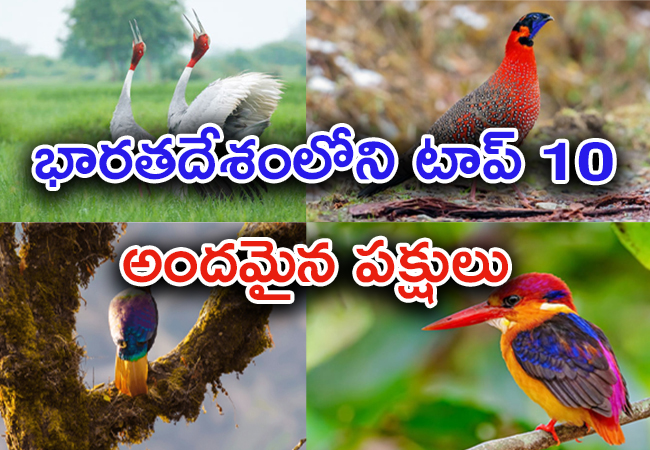 Top 10 Beautiful Birds In India - Sakshi1