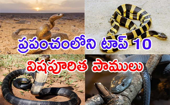 Top 10 Venomous Snakes In The World - Sakshi1