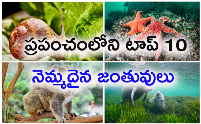 Top 10 Slowest Animals In World - Sakshi1