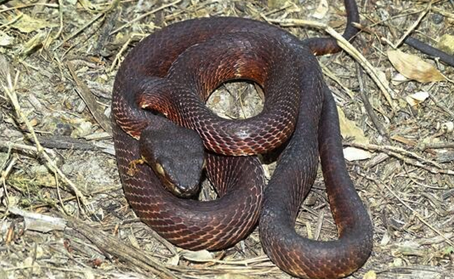 Top 10 Venomous Snakes In India - Sakshi11