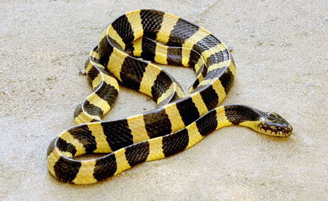 Top 10 Venomous Snakes In India - Sakshi8