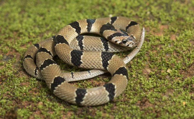 Top 10 Non-Venomous Snakes In India - Sakshi9