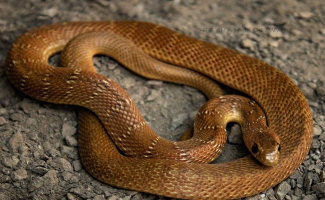 Top 10 Non-Venomous Snakes In India - Sakshi7