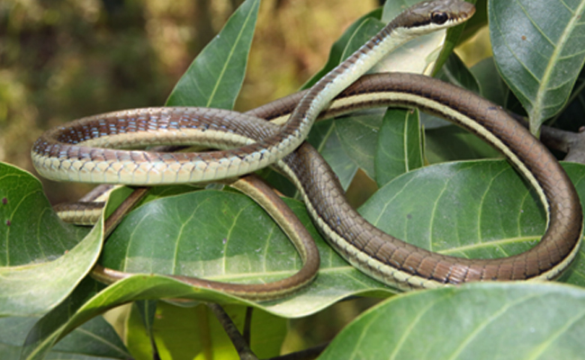 Top 10 Non-Venomous Snakes In India - Sakshi10