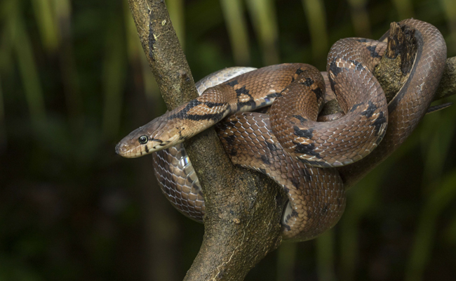 Top 10 Non-Venomous Snakes In India - Sakshi8